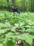 American Ginseng Pharm General Manager Anna Plattner helps collect data in the field.
