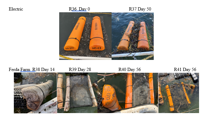 A series of images showing mycelium buoys and how they degrade over time
