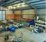 barn full of dairy sheep