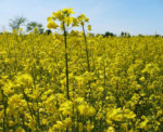 A field of flowering canola