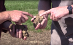 Hands holding soil