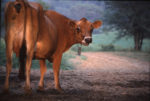 An animated image of a cow facing away from the camera, turned to look back at the camera on a dirt path