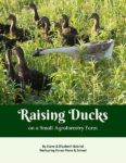 Raising Ducks guide cover