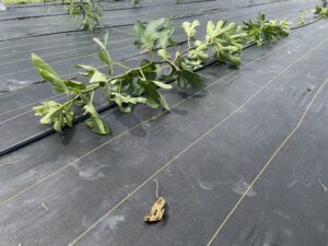 Fig trees growing horizontally and close to the ground.