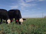 Forage finishing system with cattle grazing green vegetation
