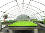 greenhouse with vibrant green crops on wooden tables in small black pots