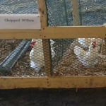 chickens in a cage being used for research