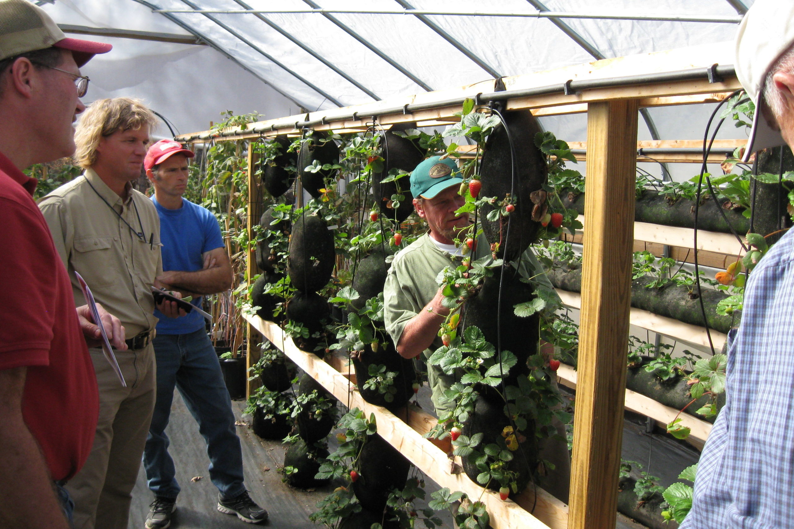 Man showing four other people hanging tomato vines in a greenhouse