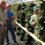 Two people watch a man in wines of strawberries inside a greenhouse