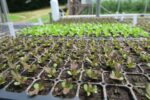 A tray full of green seedlings sprouting