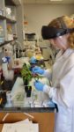 researcher studying the leaf of a tomato plant with salmonella