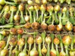 Several rows of harvested bulbs with their green stems and some foliage attached