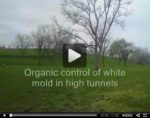 organic control of white mold in high tunnels video