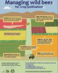 Infographic about managing wild pees for crop pollination, with different colored fields with speech bubbles containing information.