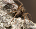 Pardosa Milvina Spider on a rock