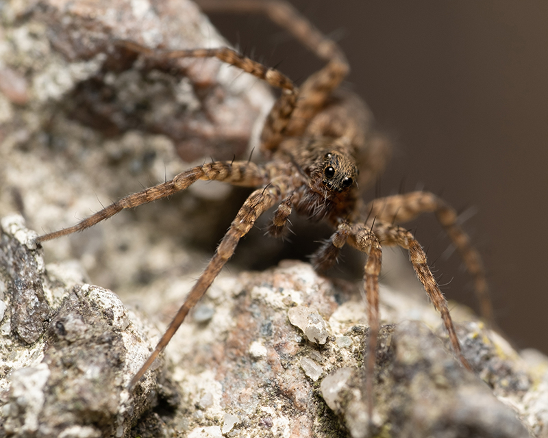 Spiders - Agricultural Biology