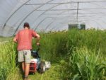 Terminating-Cover-Crops-in-High-Tunnel.jpg