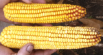 Two different sizes of yellow corn held in hands