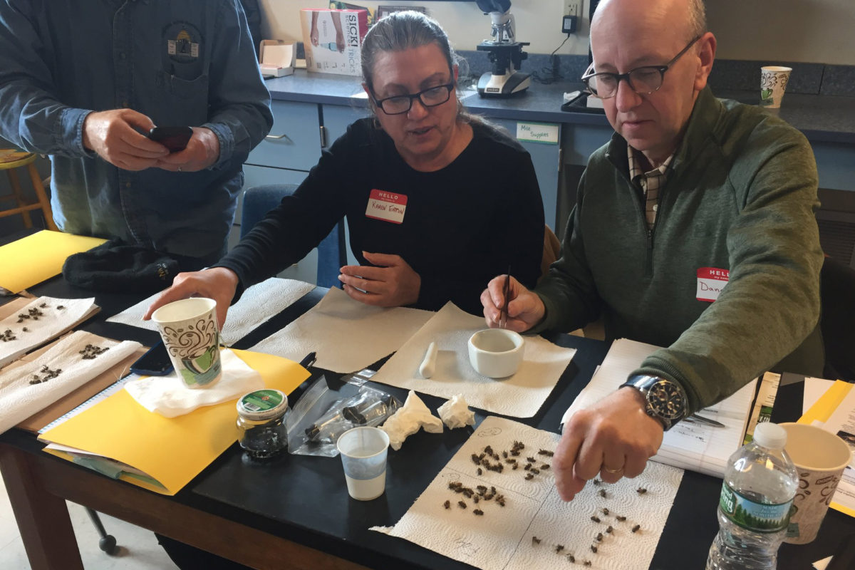 Two people assorting pellets into four quadrants of a paper towel from a disposable cup