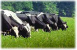 Black and white cows grazing through in a field in a line