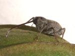 Peecan weevil