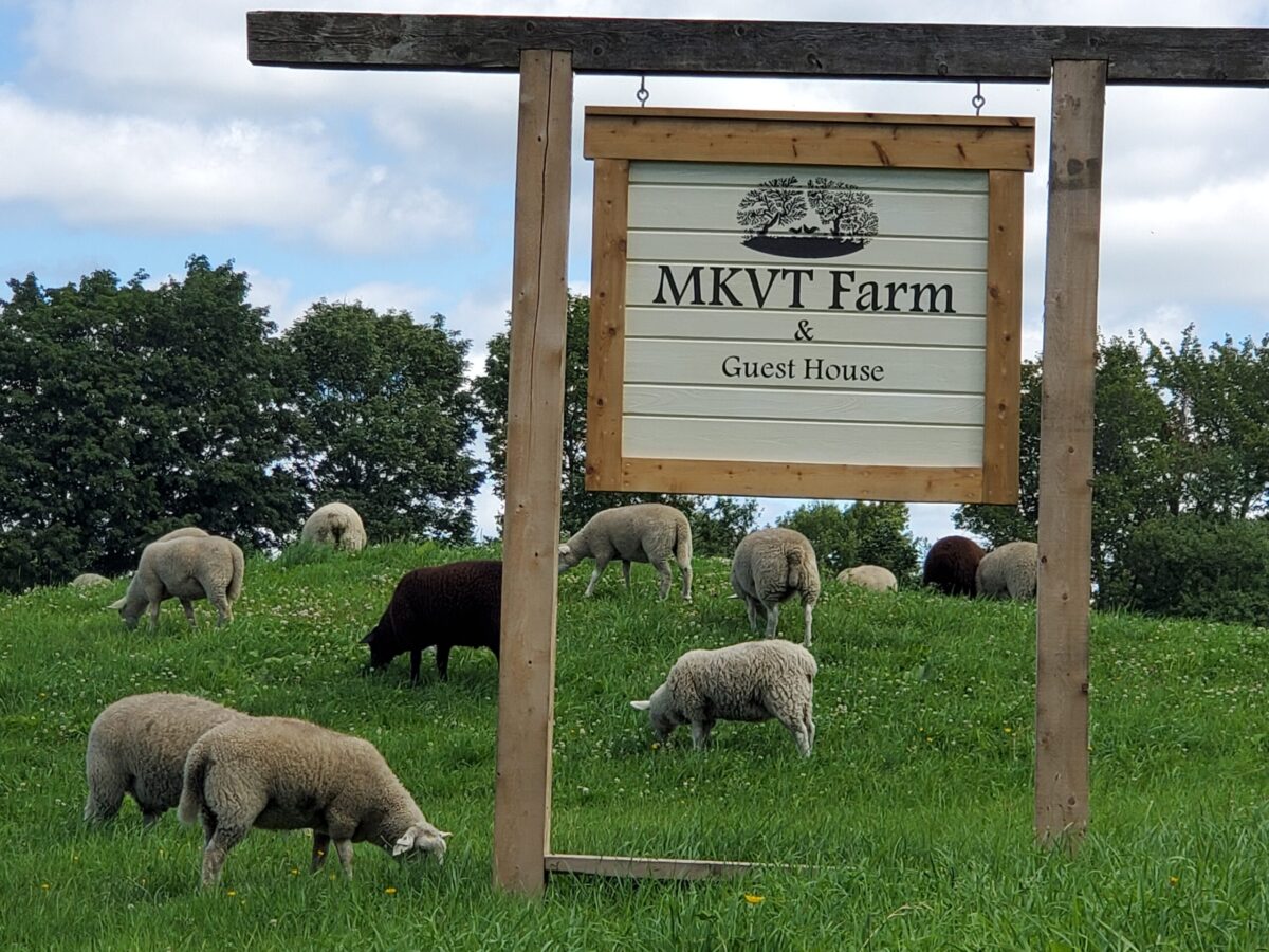 A group of sheep surrounding the sign for MKVT farm
