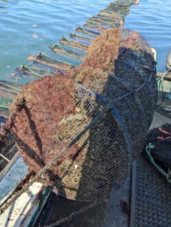A half dried lantern net. Note fouling by red algae on left-hand (undried) side