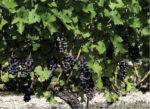 Dark purple grapes growing in bundles near the ground on green vines