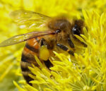 honeybeecropped.jpg