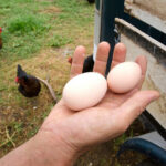 Hand holding two eggs with chicken in the background