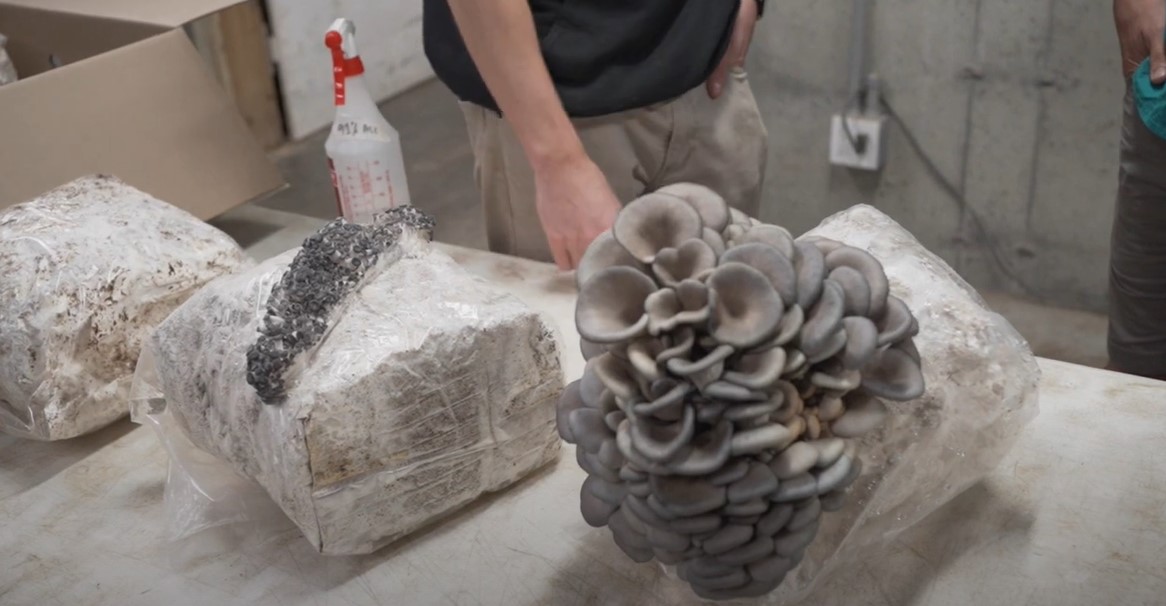 Three mushroom substrates in various states of fruiting
