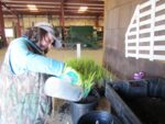 A person transferring plants into plastic containers adds water to one of the plants