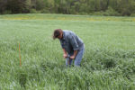 Quirine Ketterings in a field of cover crops