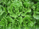 sierra lettuce