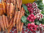 carrots and radishes in bundles after harvest
