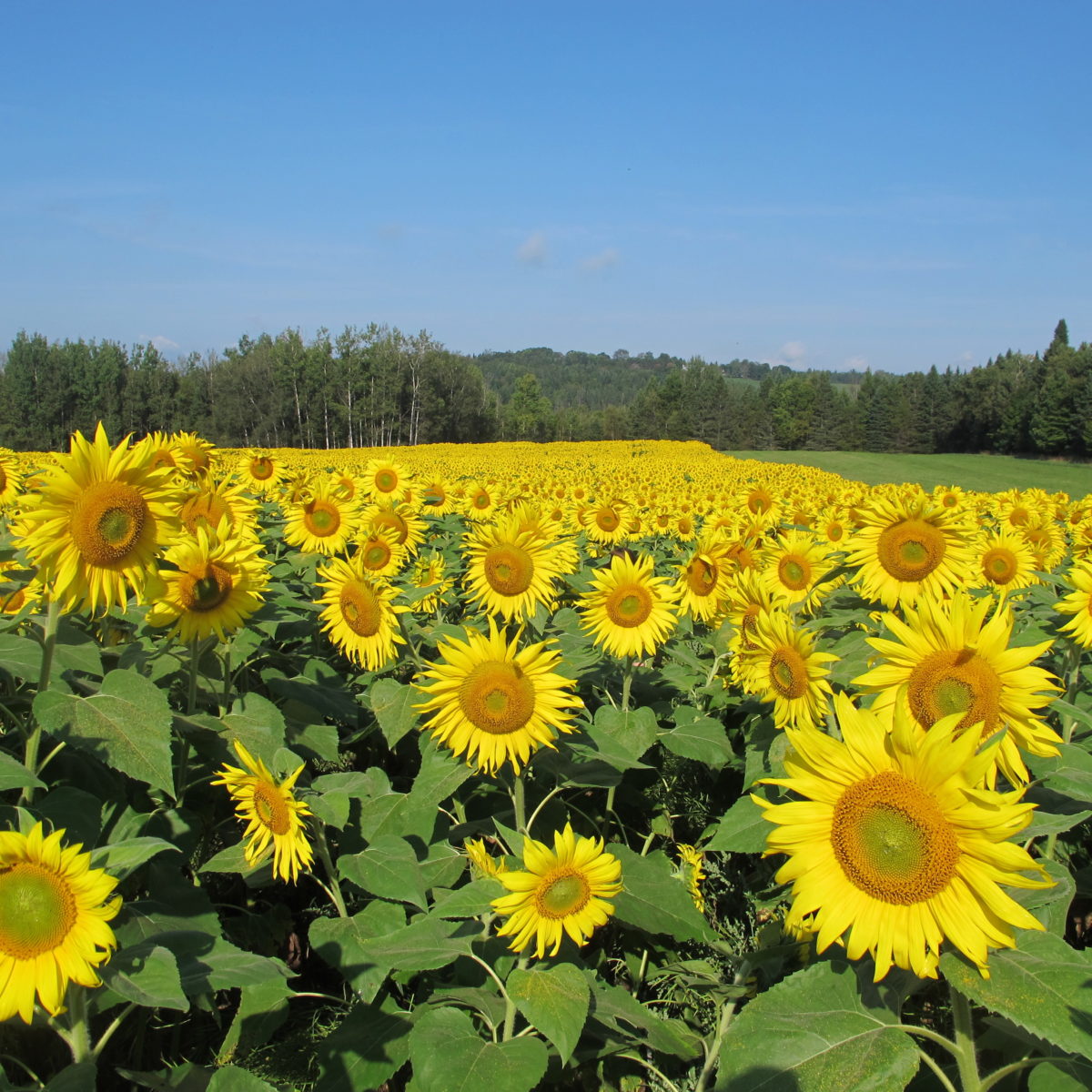 A field of sunflowers