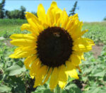 sunflower facing the camera with a pollinator on it