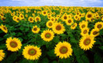 Sunflower field all pointing toward the camera