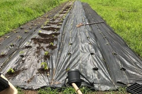 Plastic mulch fabric over crops.
