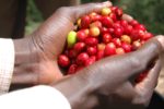 Two hands holding red berries