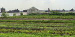 urban farm with crop rows and a greenhouse