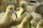 Several small yellow goslings with blades of grass in their beaks