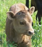 A young brown cow in a field